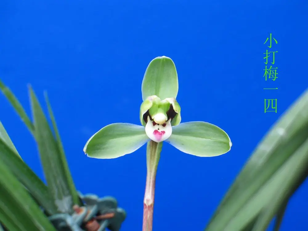 春兰小打梅徐立奇