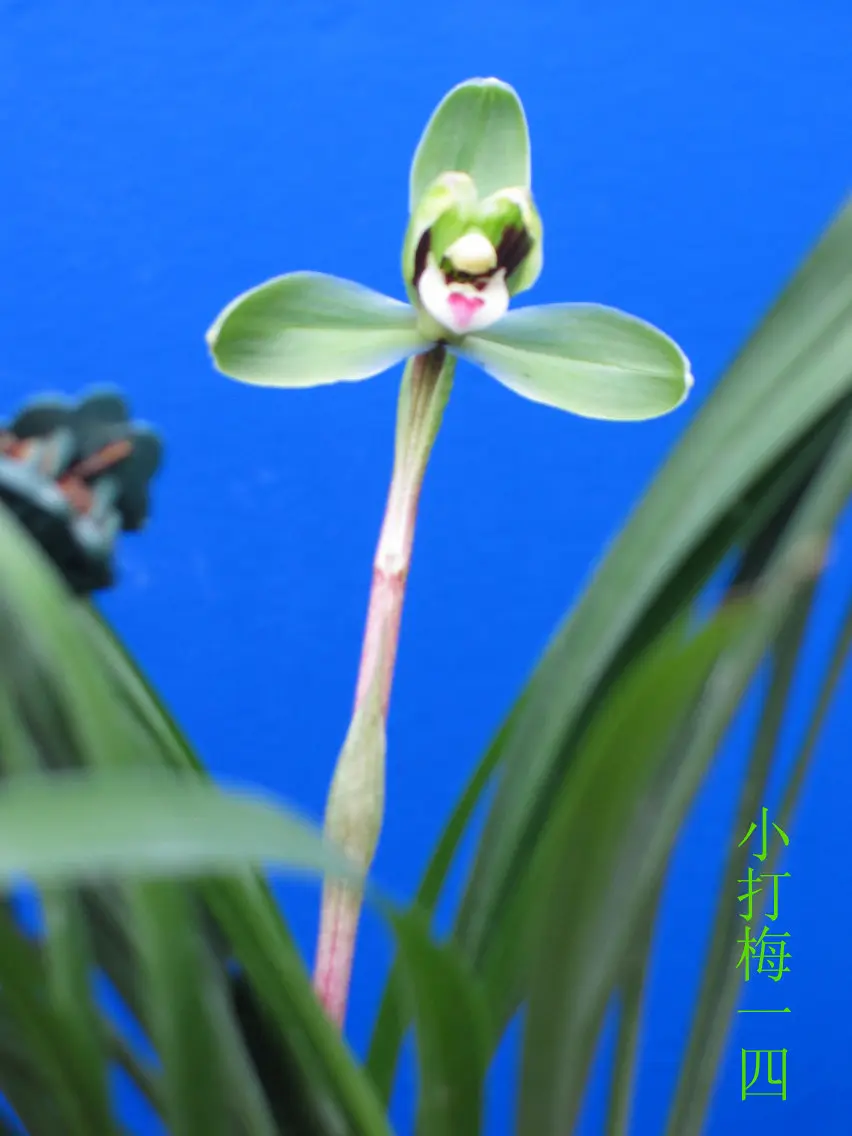 春兰小打梅徐立奇