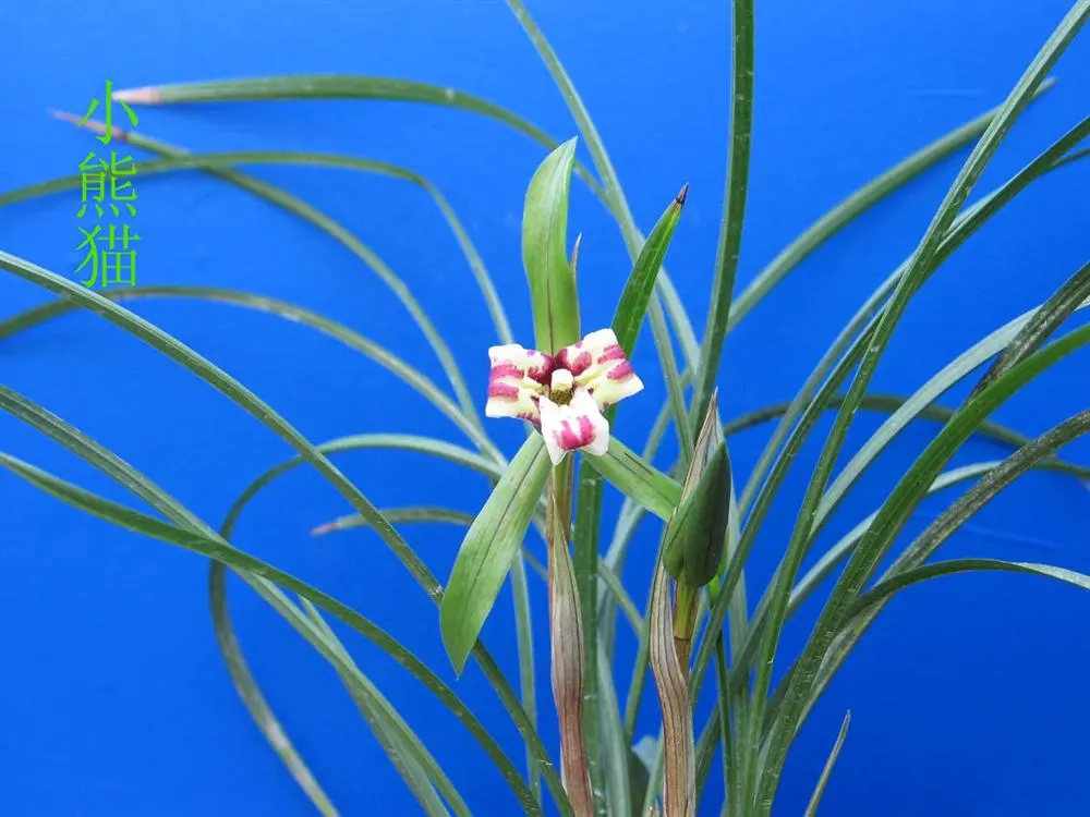 春兰小熊猫徐立奇