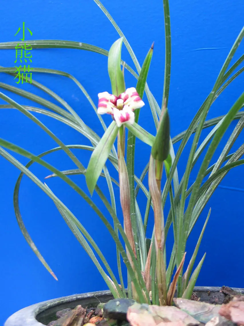 春兰小熊猫徐立奇