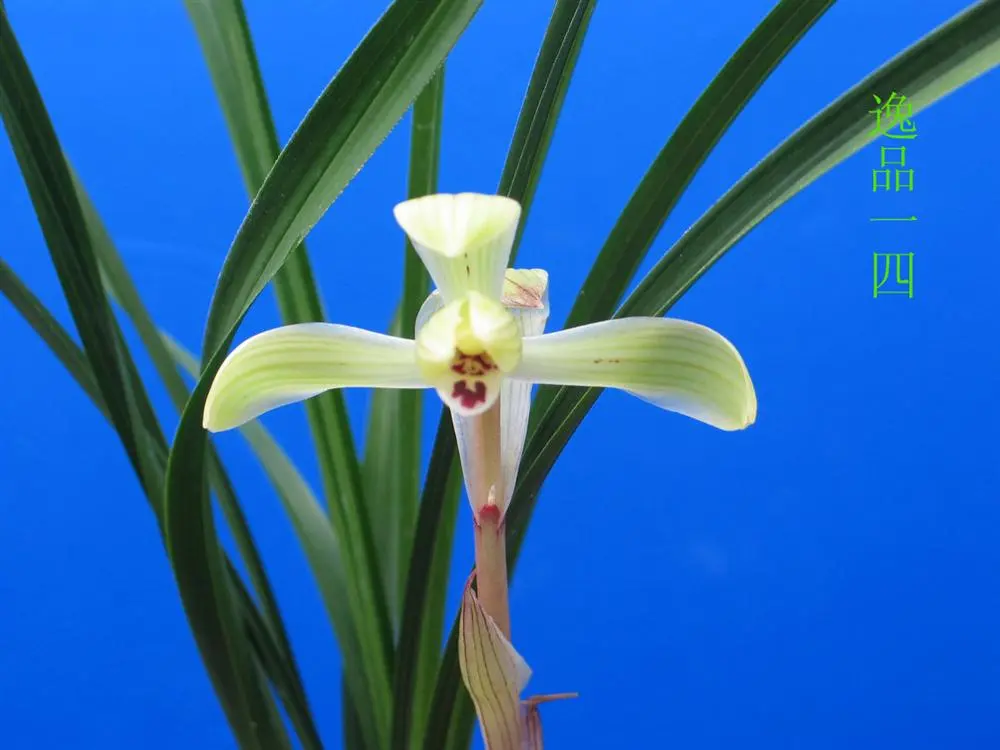 春兰逸品马志生