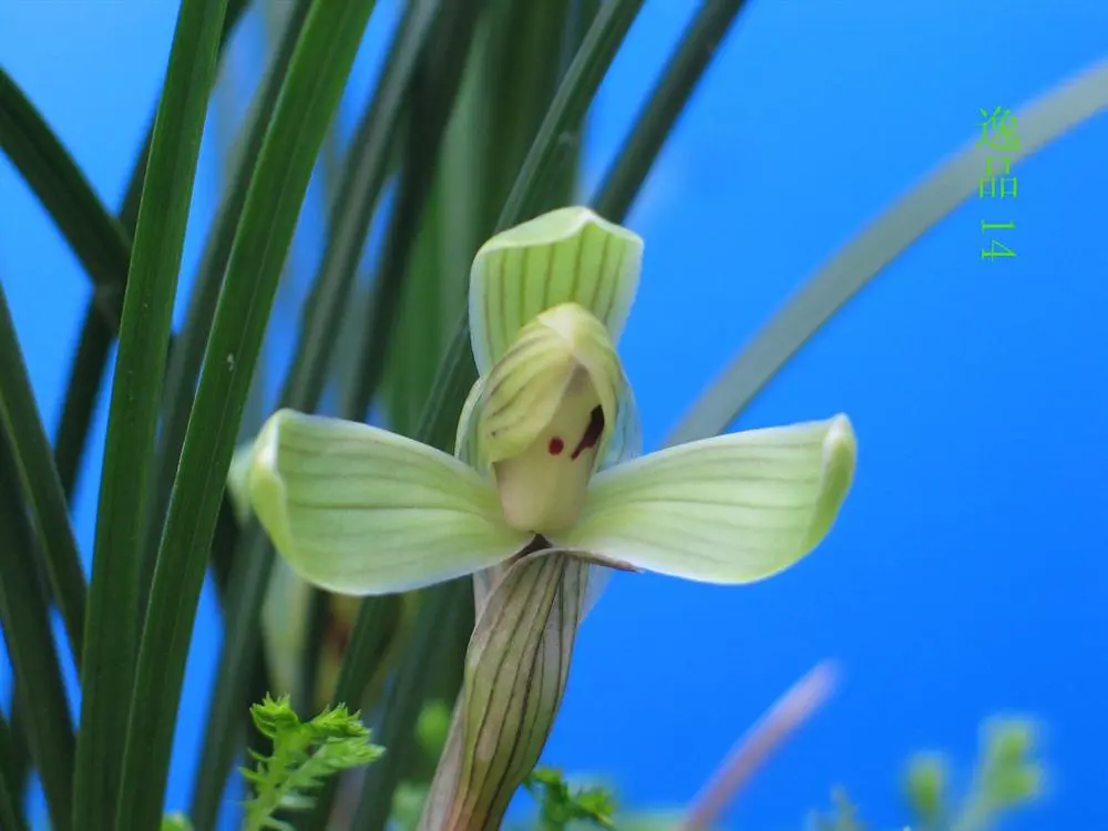 春兰逸品周国昌