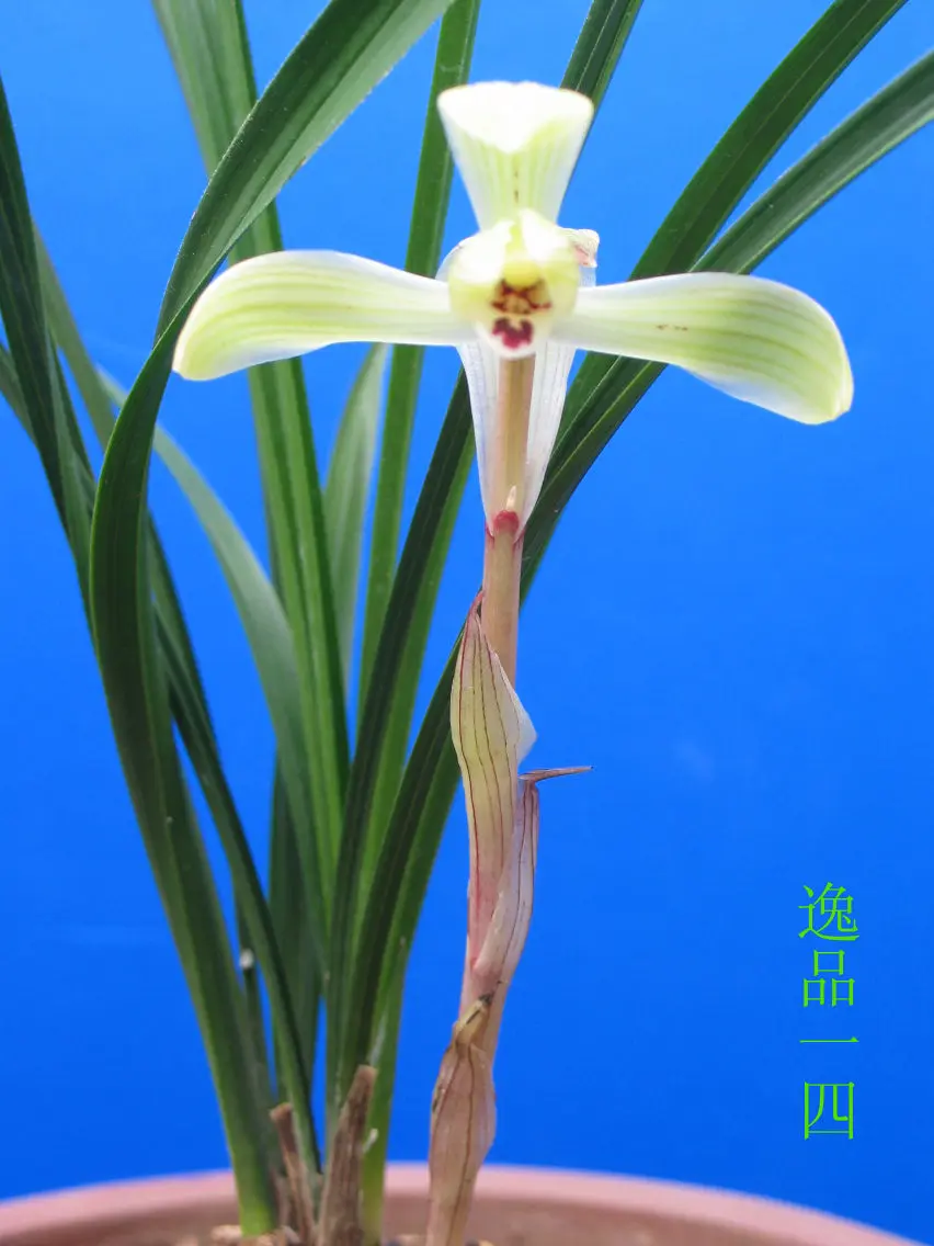 春兰逸品马志生