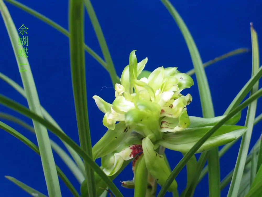 春兰余蝴蝶徐立奇