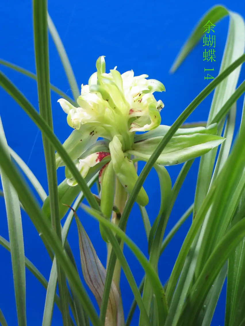 春兰余蝴蝶徐立奇