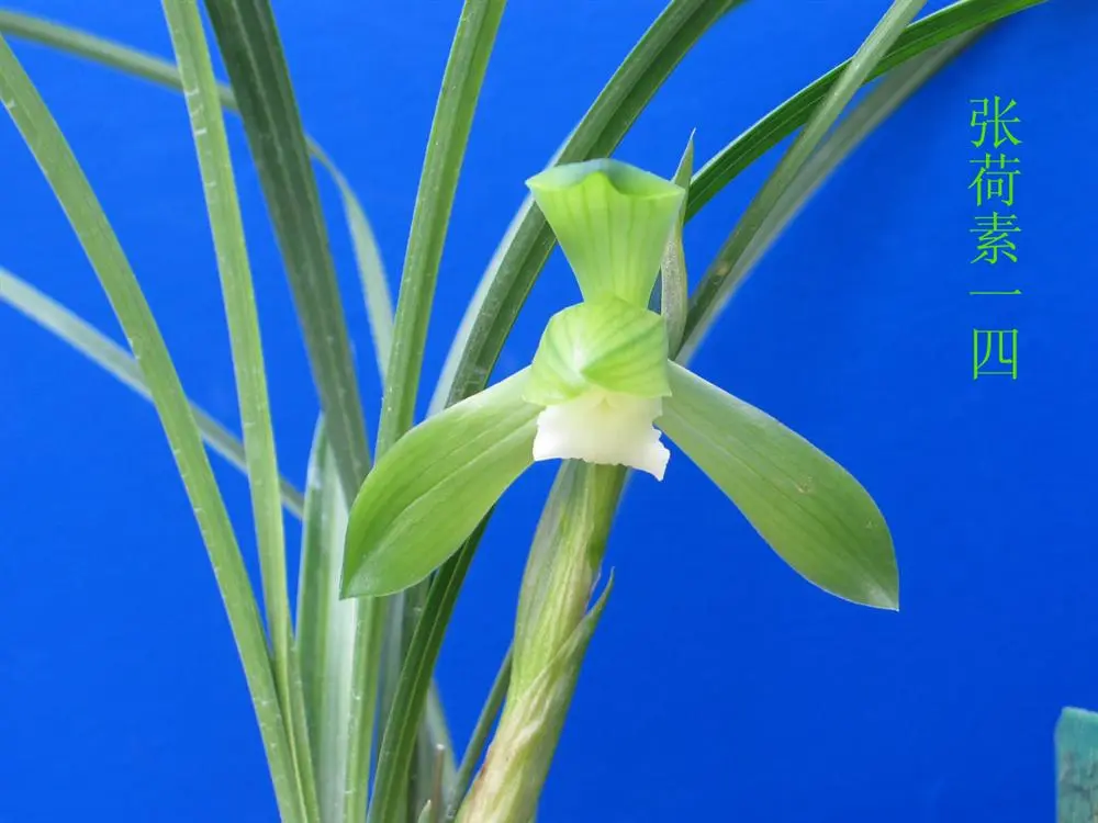 春兰张荷素朱跃