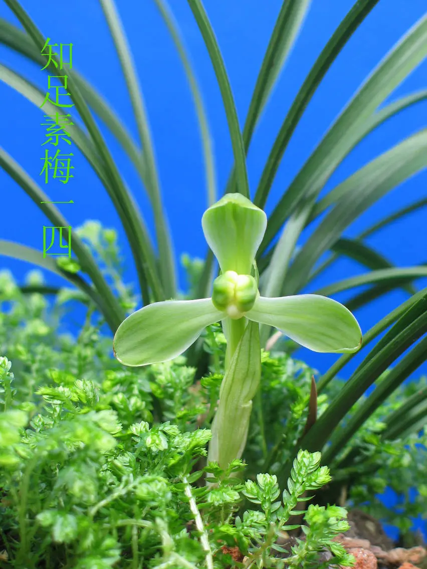 春兰知足素梅周国昌