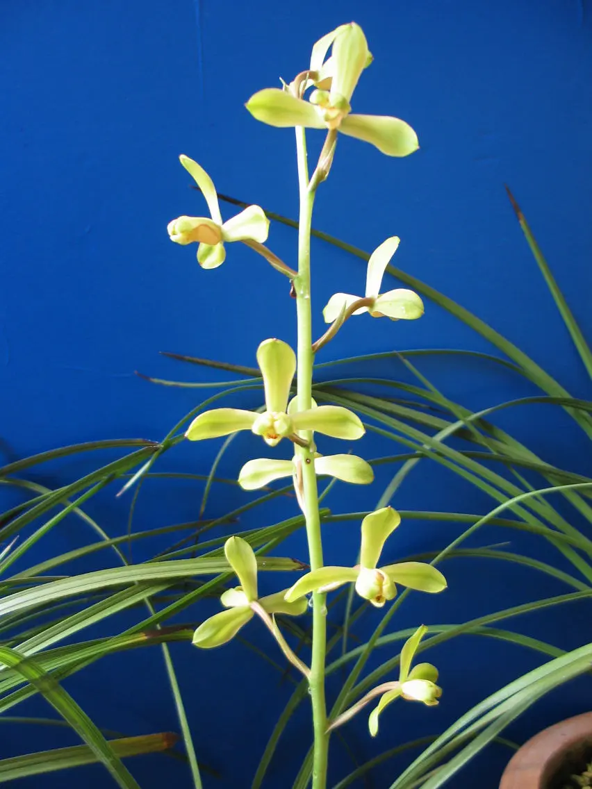 银奖江南新极品