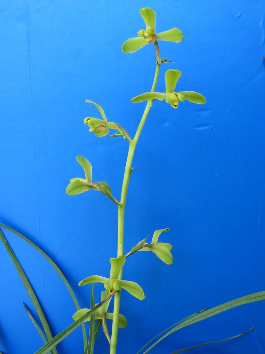 银奖江南新极品