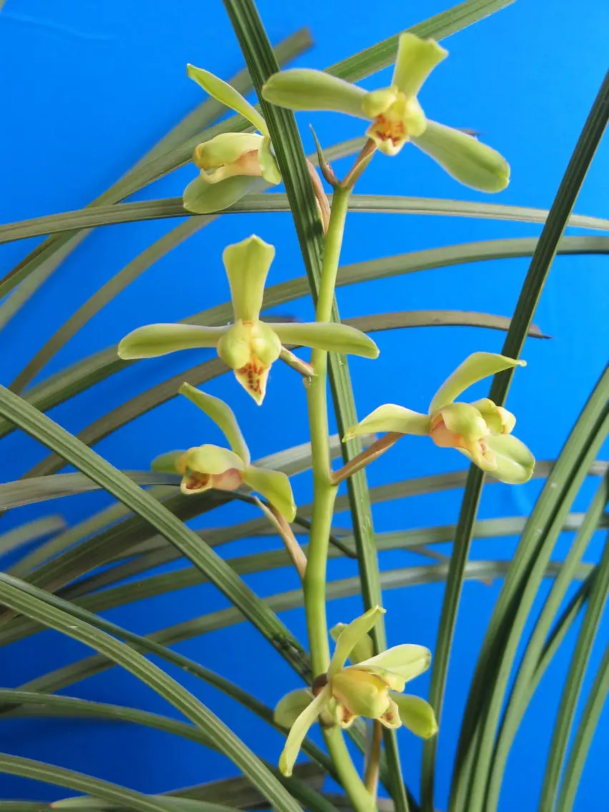 铜奖江南新极品