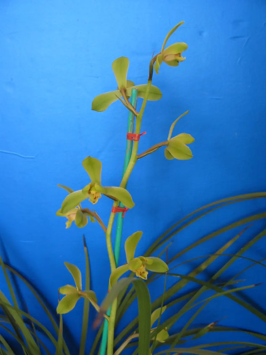 铜奖江南新极品