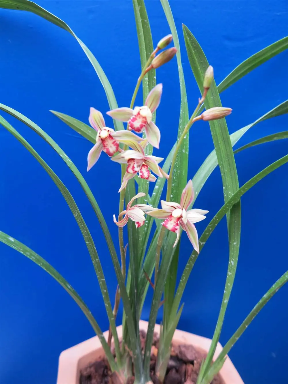 荷形色花徐立奇