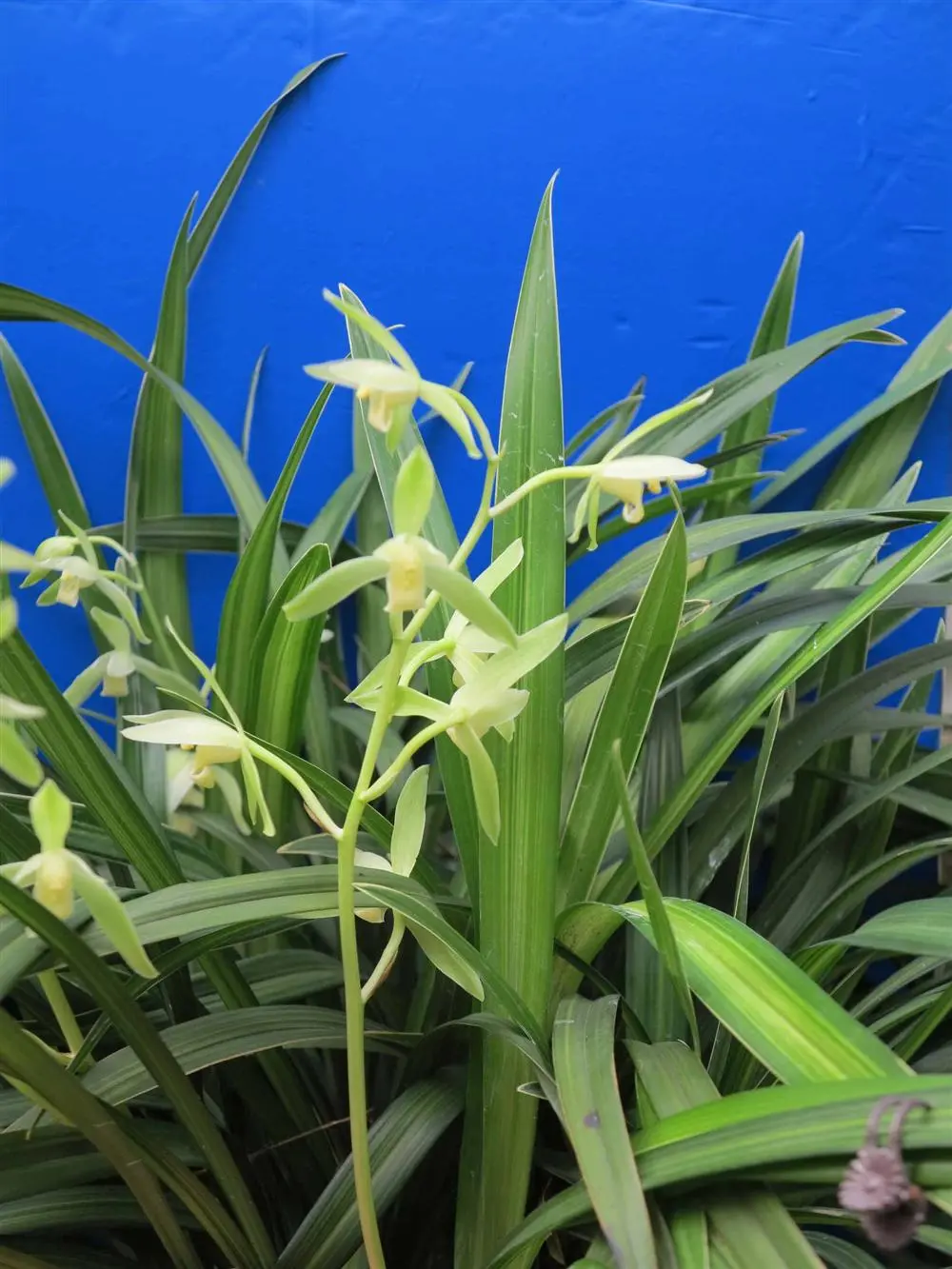 金丝马尾徐立奇