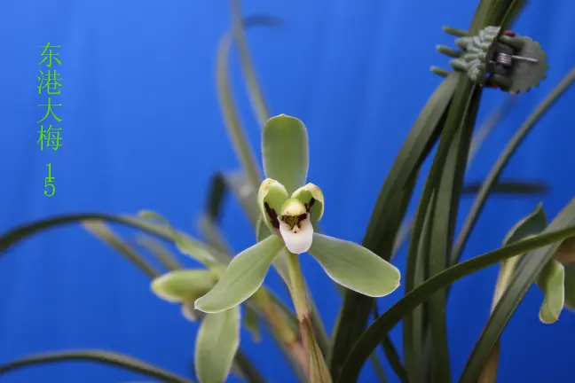 东港大梅