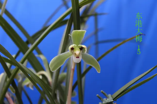 东港大梅
