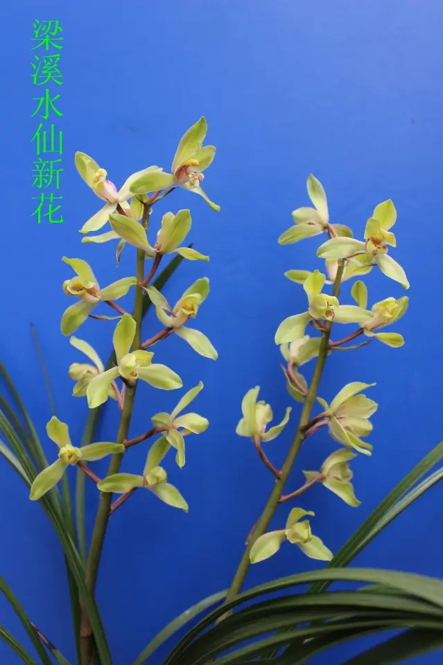 梁溪水仙
